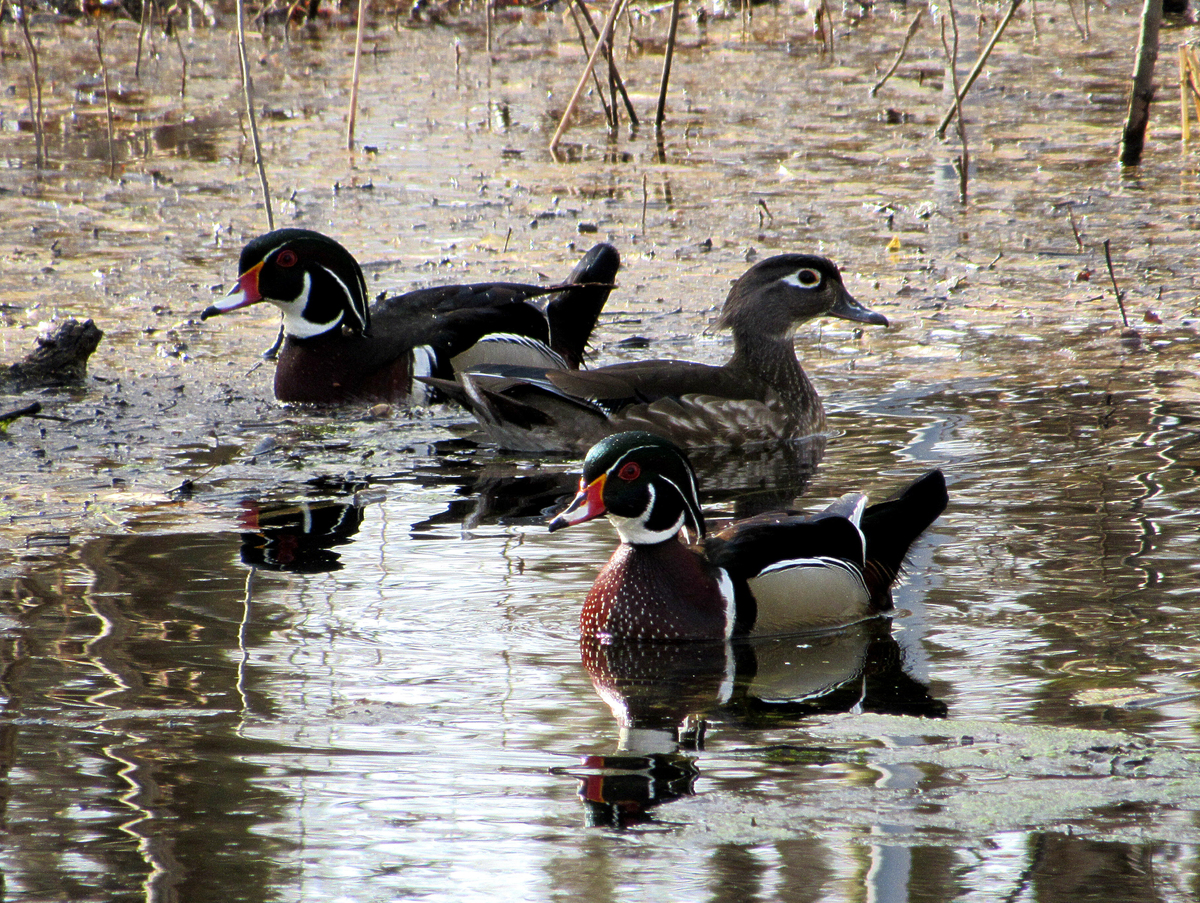 Wood ducks in the wetlands at Hisey Park